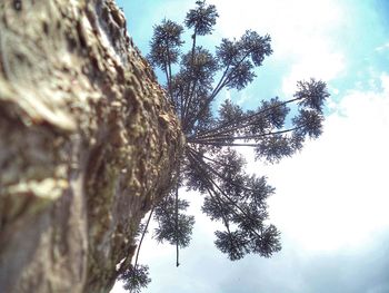 Low angle view of pine tree against sky