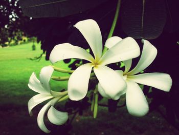 Close-up of white flowers blooming outdoors