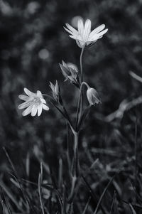 Close-up of flowers