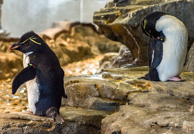 High angle view of penguins on rock at zoo