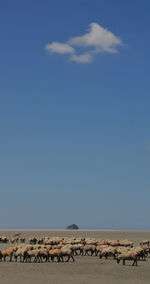 Flock of birds on landscape against blue sky