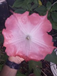 Close-up of pink flower