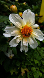 Close-up of white flower