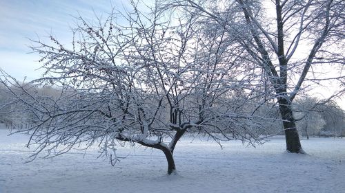 Close-up of bare tree during winter