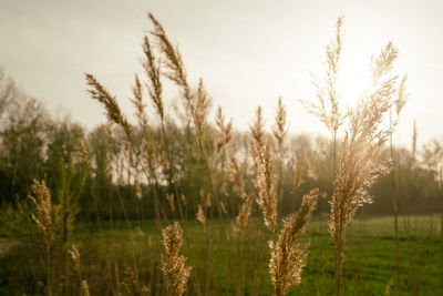 Plants growing on field