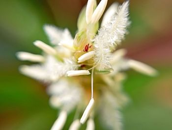 Close-up of white flowering plant