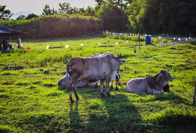 Cows grazing in the field