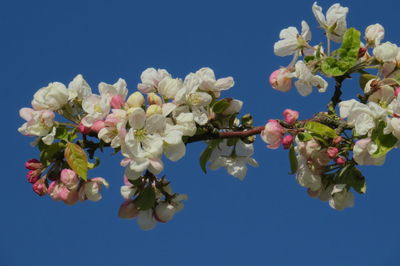 Low angle view of cherry blossom against blue sky