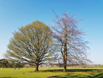 Bare tree on field against clear sky