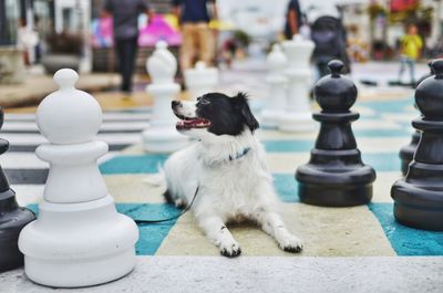 View of a dog with dogs