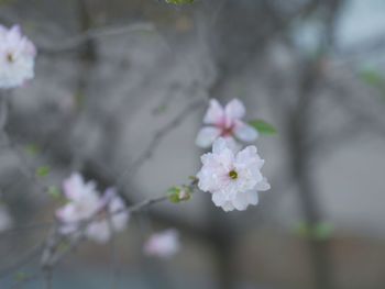 Close-up of pink cherry blossoms