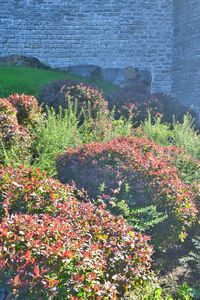 Plants and trees by water