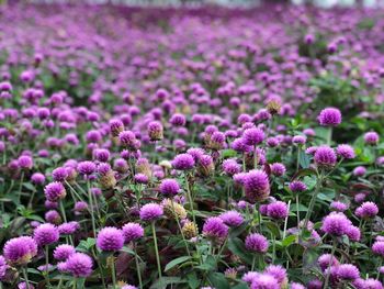 Close-up of purple flowering plants on field