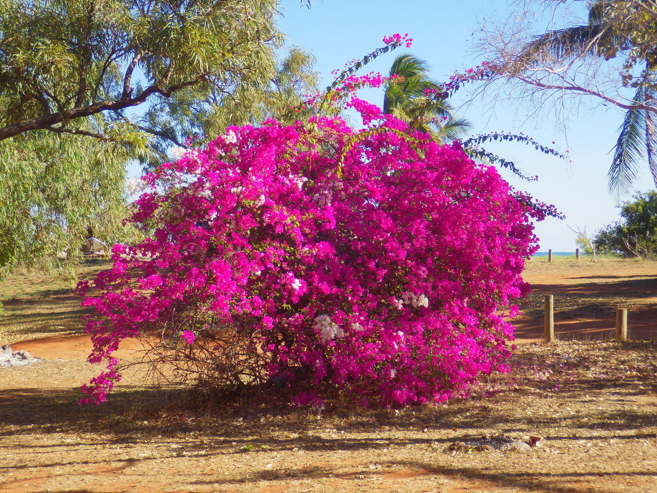 PINK FLOWERING TREE IN PARK