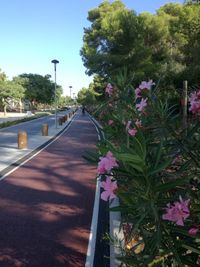 Close-up of flowering plants by street against sky