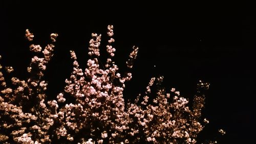 Low angle view of pink flowers blooming on tree