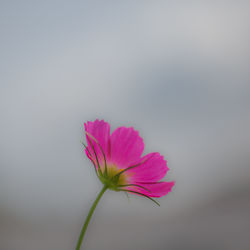 Close-up of pink flower against white background