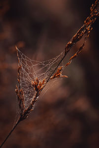 Close-up of dry leaf on spider web