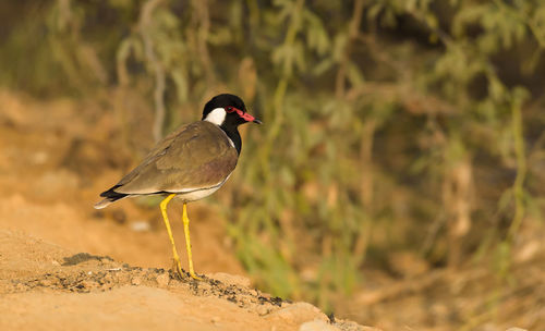 Close-up of bird perching on rock