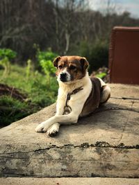 Portrait of dog sitting on tree