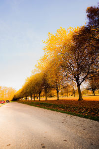 Trees in a park