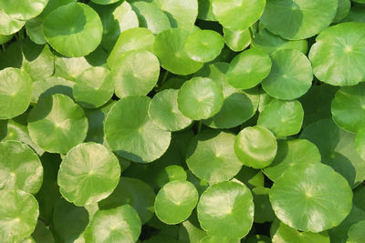 Full frame shot of green leaves