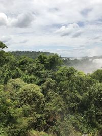High angle view of trees growing in forest against sky