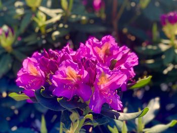 Close-up of pink rose flower