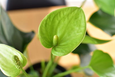 Close-up of fresh green leaves