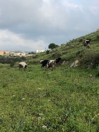 Cows on field against sky