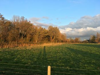 Trees on field against sky