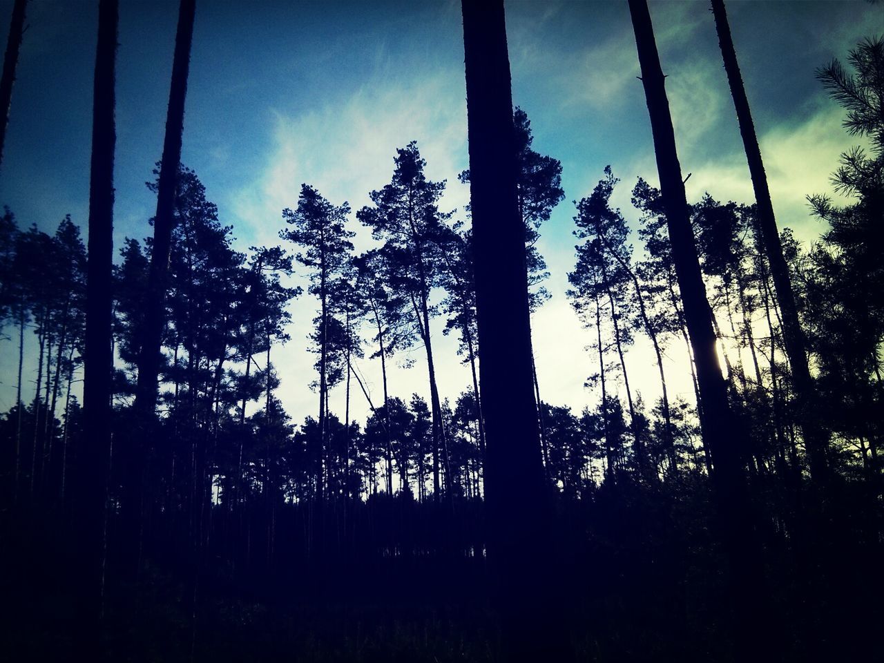 The dark forest
