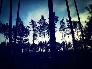 Low angle view of trees against sky