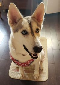 High angle portrait of dog on floor at home