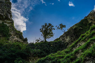 Low angle view of trees against sky