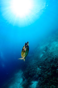 High angle view of fish swimming in sea