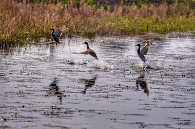 Ducks swimming in lake