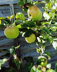 Close-up of apple growing on tree