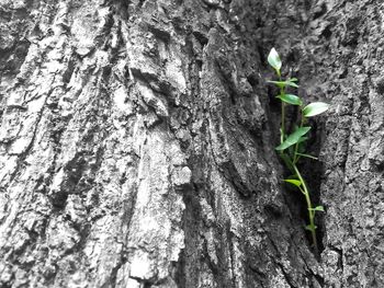 Close-up of plant growing on tree trunk