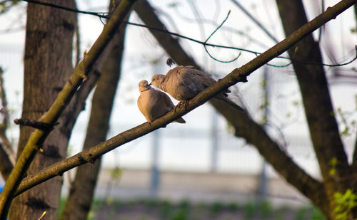 Low angle view of monkey on tree branch