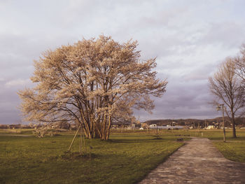 Bare trees on field against sky