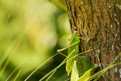 Close-up of grasshopper on tree