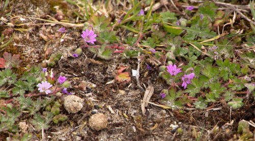 High angle view of purple crocus blooming outdoors