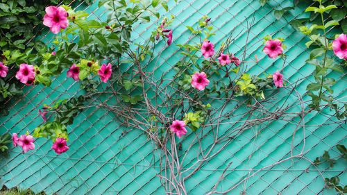 Close-up of pink roses on plant