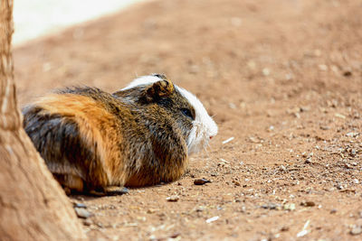 Guinea pig on field