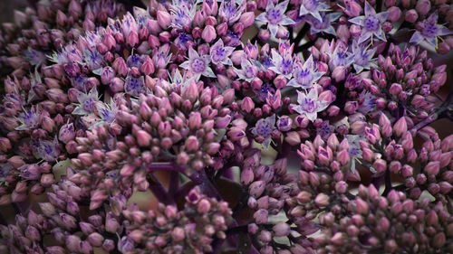 Full frame shot of purple flowering plants