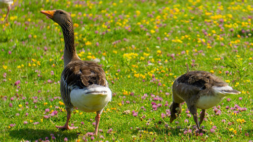 Mallard duck on field