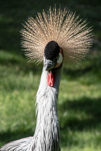 Close-up of a bird