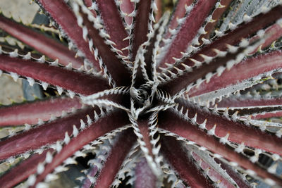 Full frame shot of pink leaf