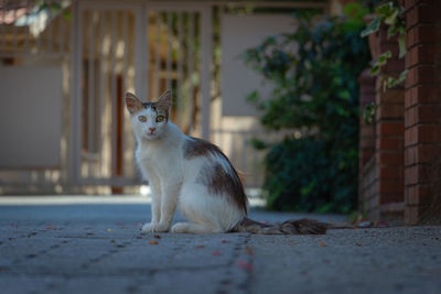 Cat sitting on wall